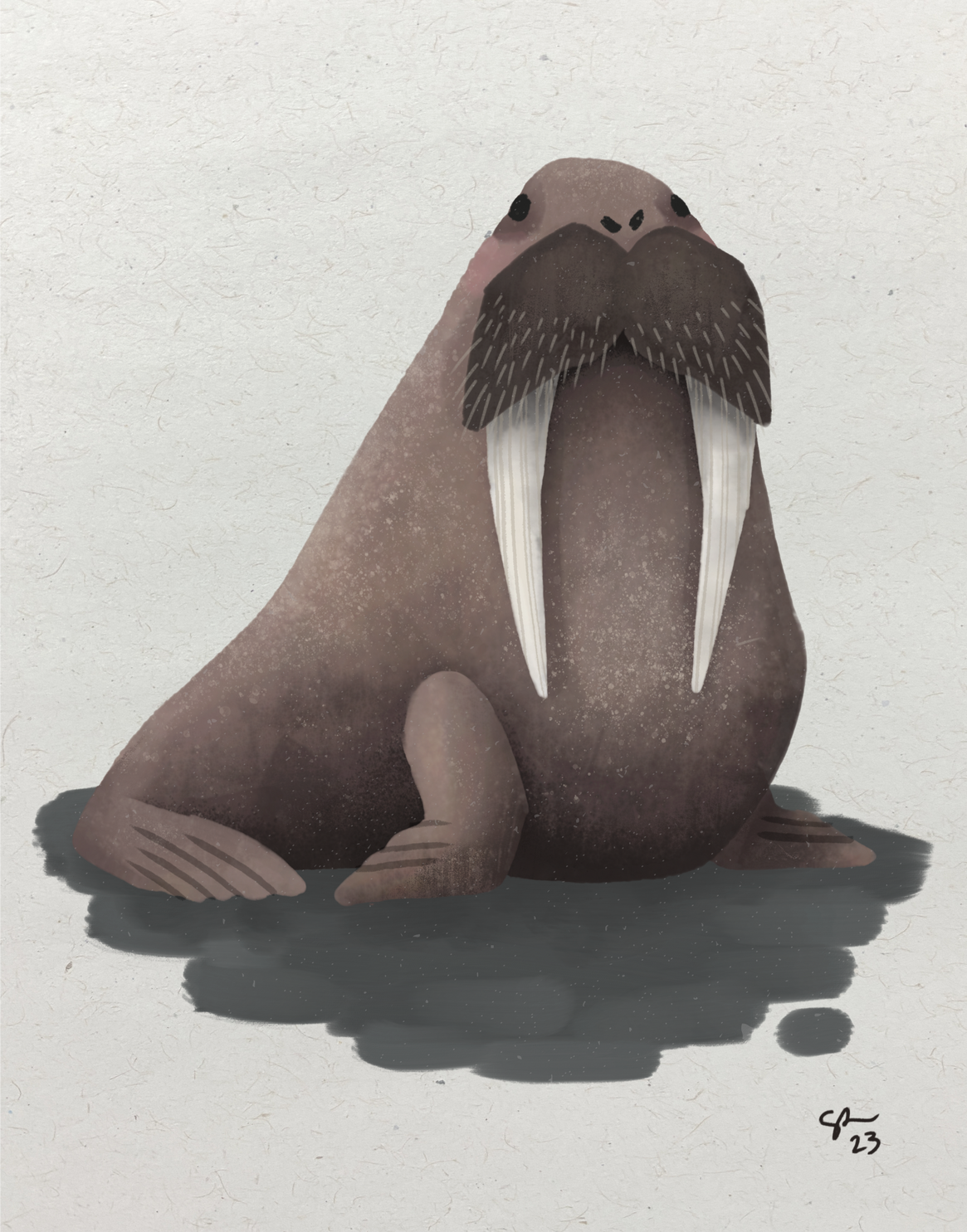 Walrus